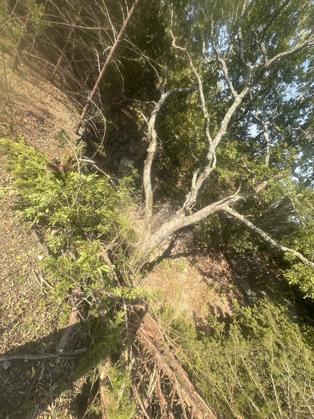Downed timber handled by machine during site cleanup near Ada, OK