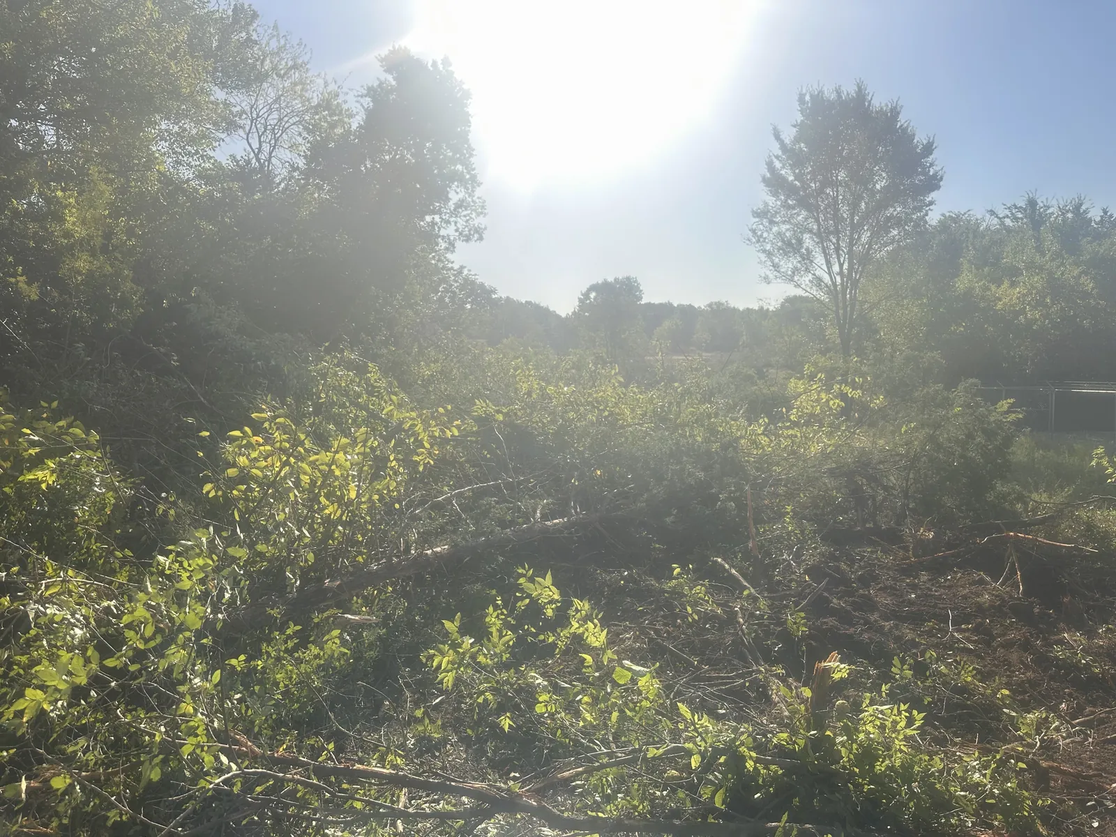 Thick cedar and brush standing on Oklahoma ground before mechanical clearing
